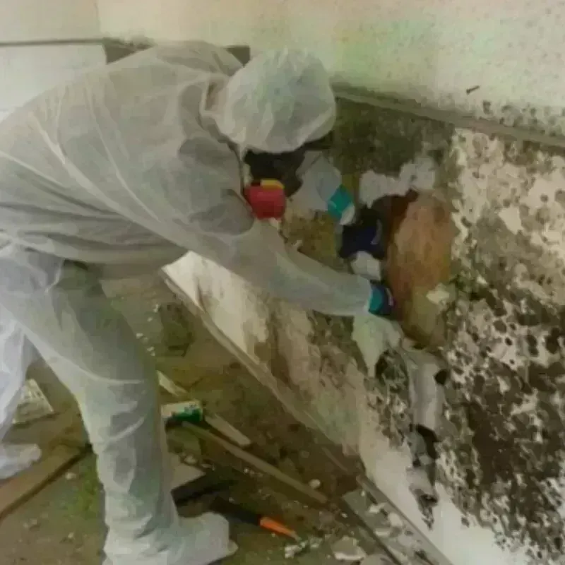 Mold Remediation and Removal in Northwest Ithaca, NY